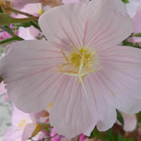 Case de vacanță Hari's Nest Corfu Marathias